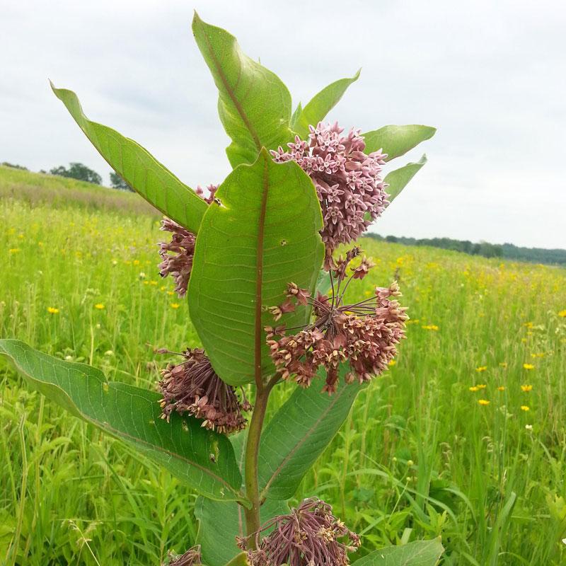 L'asclépiade des prairies (Asclepias sullivantii) possède des fleurs rose pâle que les pollinisateurs adorent.
