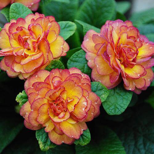Gros plan sur trois fleurs de primevère nectarine Belarina, orange, jaune, rose et rouge. 