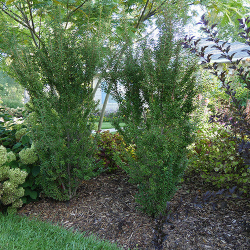 Le cerisier à fleurs Zuzu possède un port colonnaire unique, idéal pour les petits jardins.