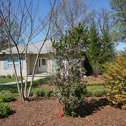 Le cerisier à fleurs Zuzu possède un port colonnaire unique, idéal pour les petits jardins.