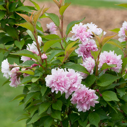 Le cerisier à fleurs Zuzu exhibe ses délicates fleurs roses.