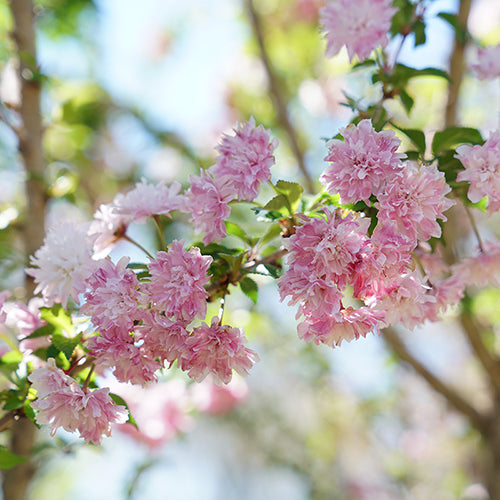 Le cerisier à fleurs Zuzu exhibe ses délicates fleurs roses.