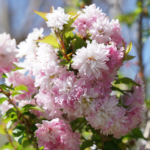 Le cerisier à fleurs Zuzu exhibe ses délicates fleurs roses.