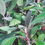 Purple sage is a fragrant perennial that has purple leaves that age to a silvery green that can be enjoyed both in the garden and the kitchen to be used as an herb.