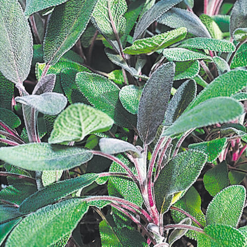 Purple sage is a fragrant perennial that has purple leaves that age to a silvery green that can be enjoyed both in the garden and the kitchen to be used as an herb.