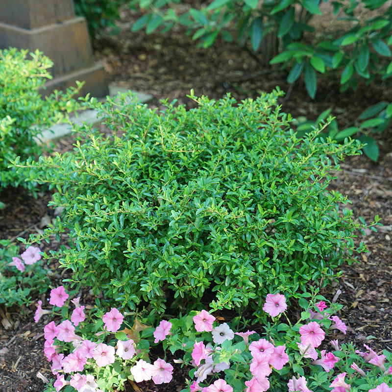 Pyracomèles en forme de juke-box aux feuilles vert brillant dans un jardin. 