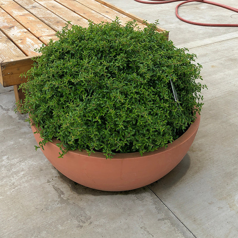 Pyracomèles de juke-box dans un récipient. 