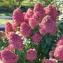 Quick Fire Fab Panicle Hydrangea flowers in deep watermelon red color.