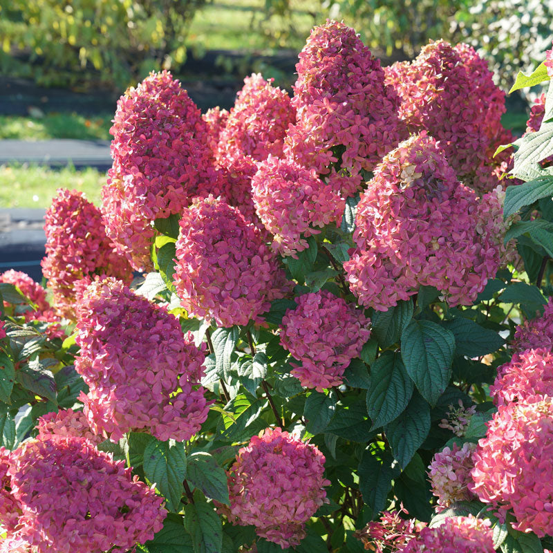 Quick Fire Fab Panicle Hydrangea flowers in deep watermelon red color.