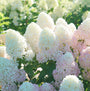 Quick Fire Fab Panicle Hydrangea starts out creamy white with huge blooms!