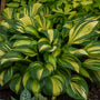 Rainbow's  End Hosta with dark green and yellow variegated foliage. 