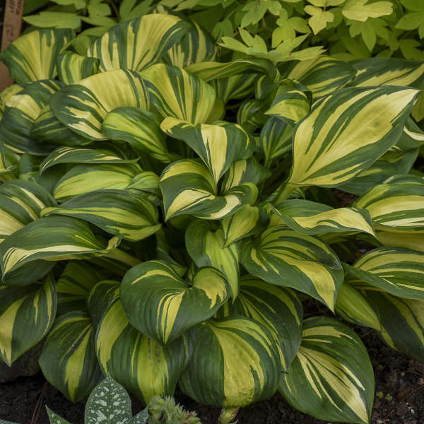 Rainbow's  End Hosta with dark green and yellow variegated foliage. 