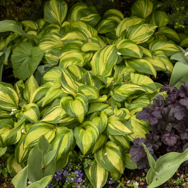 Rainbow's End Hosta in a garden with other hostas and coral bells. 