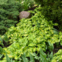 A mass of Rainbow's End Hostas planted in a garden. 