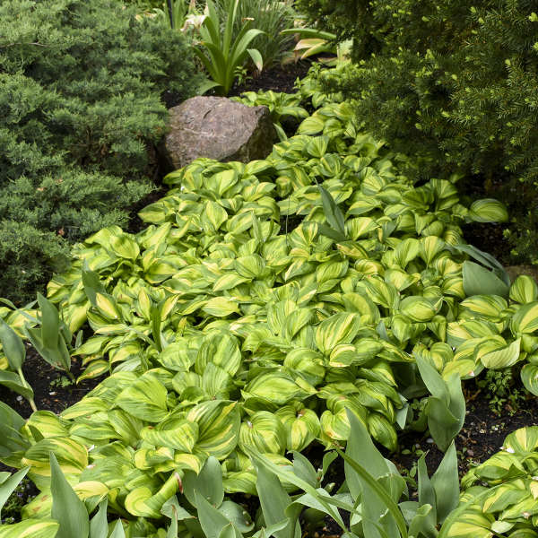 A mass of Rainbow's End Hostas planted in a garden. 
