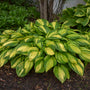 Rainbow's End Hosta with dark green and bright yellow variegated foliage. 