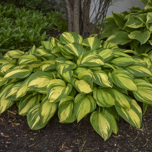 Rainbow's End Hosta with dark green and bright yellow variegated foliage. 