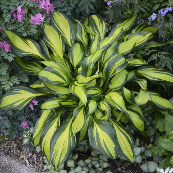 Rainbow's End Hosta with bright yellow leaves that have dark green margins. 