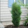 Rhamnus amélioré à lignes fines, avec une colonne épaisse et dense devant une maison. 