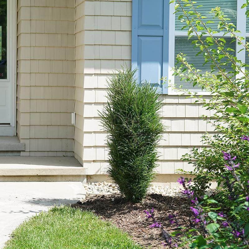 Rhamnus amélioré à lignes fines, au feuillage vert luxuriant, dans un aménagement paysager devant une maison. 