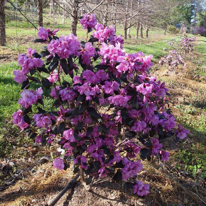 Black Hat® Rhododendron | Proven Winners – Great Garden Plants