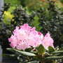 Close-up of Dandy Man Color Wheel Rhododendron's frilly white and pink flowers. 