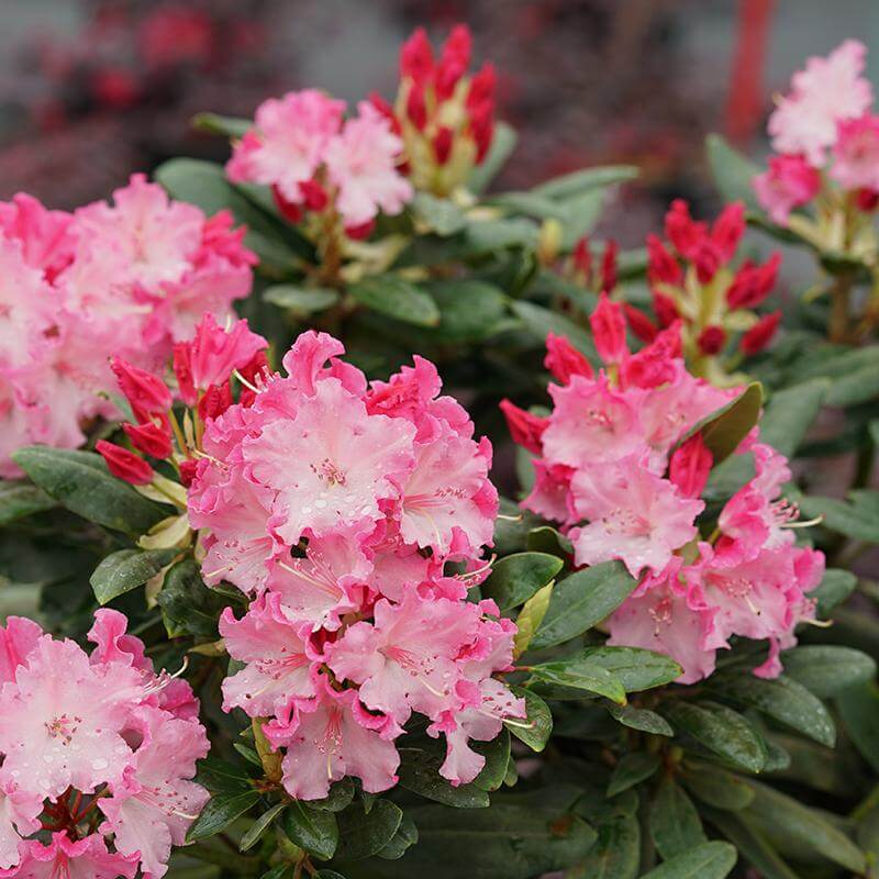 Dandy Man Color Wheel Rhododendron with white and pink flowers. 