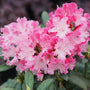 Close-up of frilly pink and white Dandy Man Color Wheel Rhododendron flowers. 