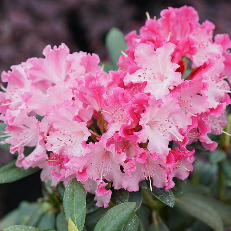 Close-up of frilly pink and white Dandy Man Color Wheel Rhododendron flowers. 