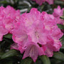 Close-up of Dandy Man Pink Rhododendron's bright pink flowers. 