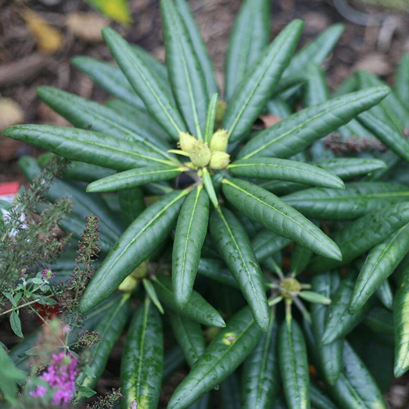 Close-up of Dandy Man Pink Rhododendron's handsome green foliage. 