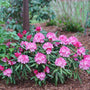 Dandy Man Pink Rhododendron with light pink flowers and handsome green foliage.