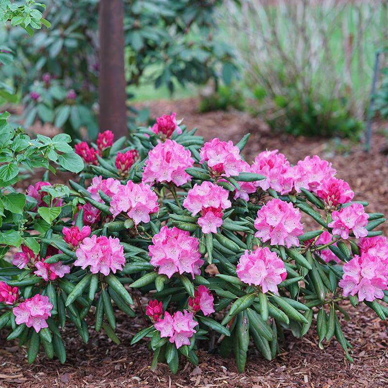 Dandy Man Pink Rhododendron with light pink flowers and handsome green foliage.