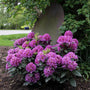 Dandy Man Purple Rhododendron with vibrant purple flowers in a landscape. 