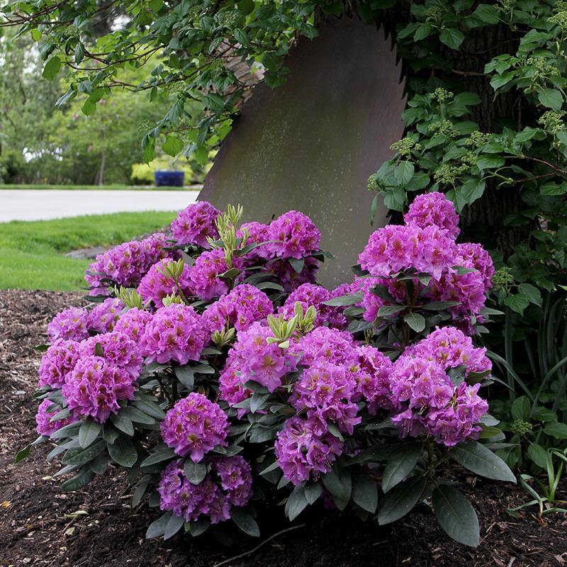 Dandy Man Purple Rhododendron with vibrant purple flowers in a landscape. 