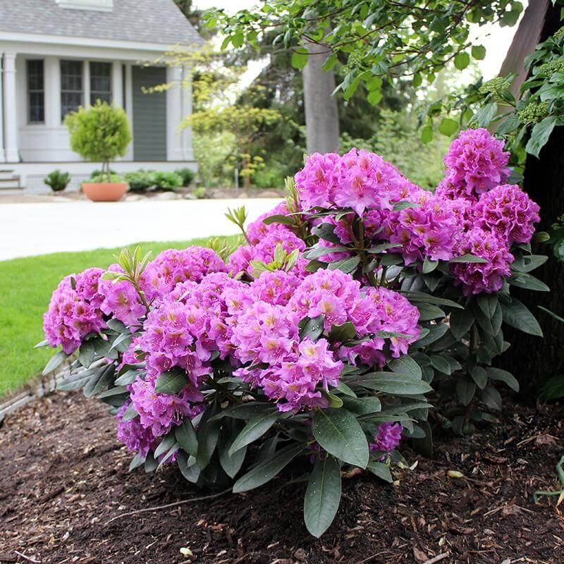 Dandy Man Purple Rhododendron with bright purple flowers in a front yard. 