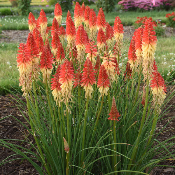 'Rockets Red Glare' Red Hot Poker has grass-like foliage.