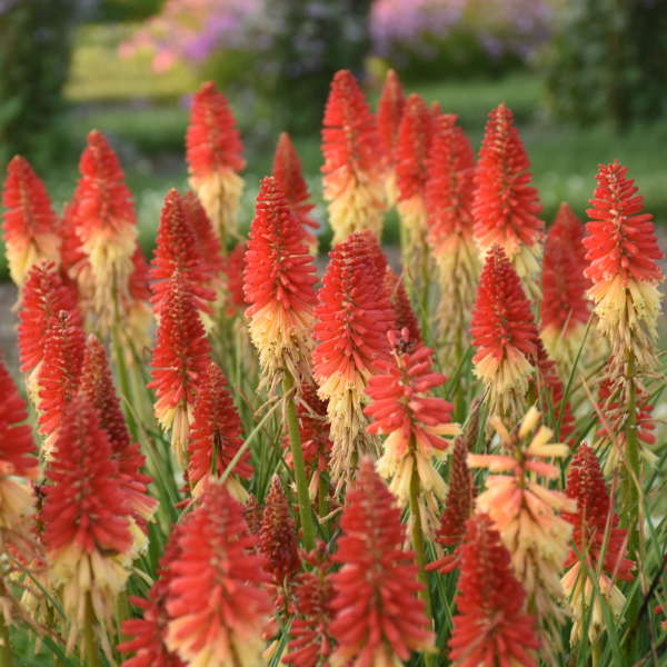 'Rockets Red Glare' Red Hot Poker has red buds that open to yellow flowers!