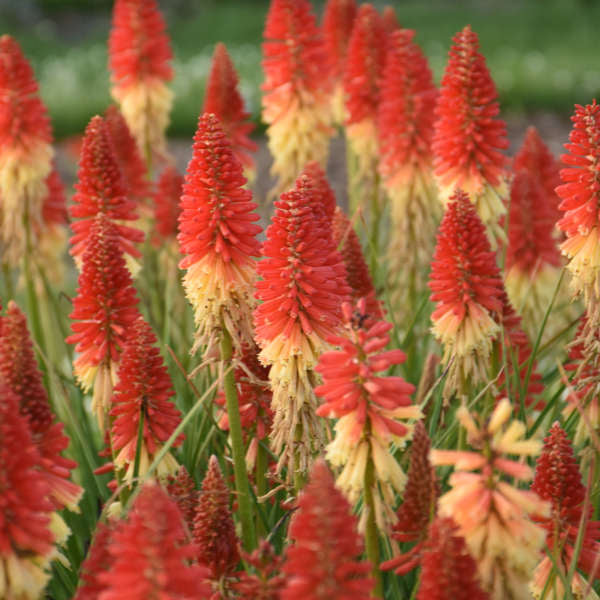 'Rockets Red Glare' Red Hot Poker has a spiky upright habit