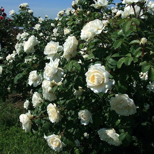 Great Garden Plants Cloud 10 Climbing Rose