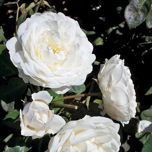 Great Garden Plants Cloud 10 Climbing Rose - Thumbnail 3