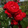Close-up of Florentine Climbing Rose's romantic red flowers. 