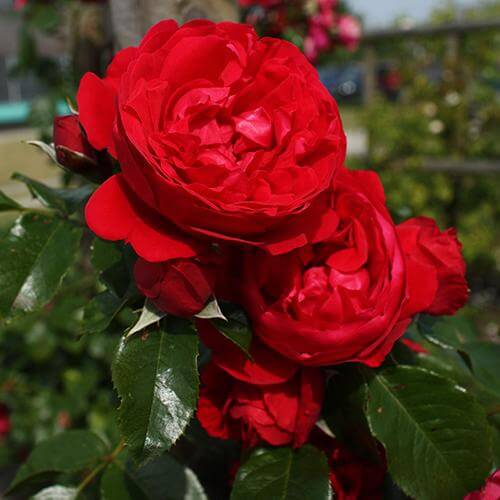 Close-up of Florentine Climbing Rose's romantic red flowers. 
