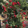 Florentina Climbing Rose with true deep red flowers climbing a trellis. 