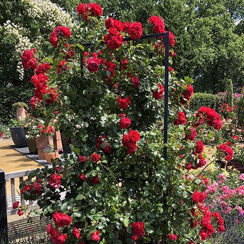 Florentina Climbing Rose with true deep red flowers climbing a trellis. 