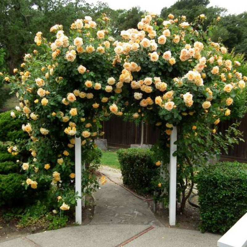Rosier grimpant Garden Sun en pleine floraison estivale, recouvrant un treillis de fleurs couleur abricot.