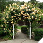 Garden Sun Climbing Rose with large cheerful apricot blooms climbing an arbor. 