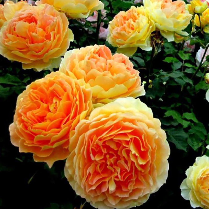 Gros plan sur les fleurs abricot du rosier grimpant Garden Sun. 