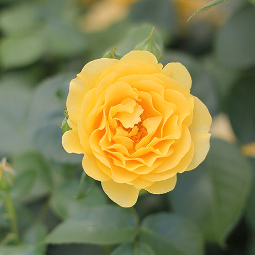 Close-up of a yellow-orange Julia Child Rose flower. 