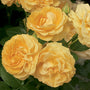 Rosa Julia Child with buttery yellow-orange flowers. 